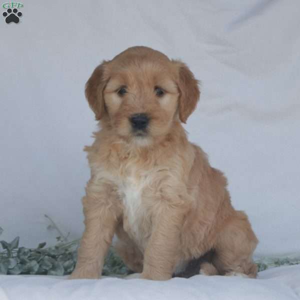 Faith, Goldendoodle Puppy